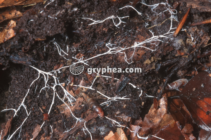 Mycélium forestier - gryphea.com